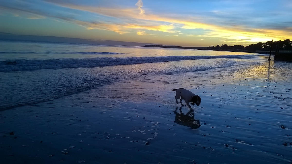Golden retriever enjoying sand Avon Beach at sunset