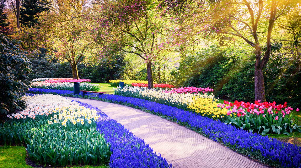 Dutch Bulb Fields Tour The Caravan Club