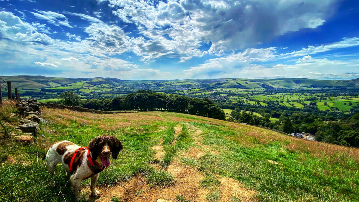 Owner and dog at top of sunny landscape overlooking hills as far as the eye can see